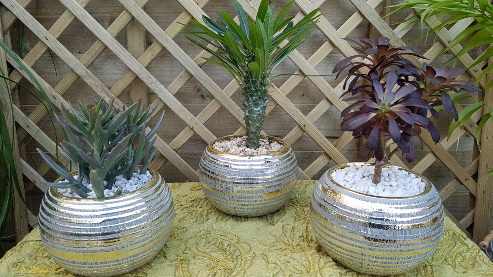 10.5cm Inca Gold Bowl with Plant (8)